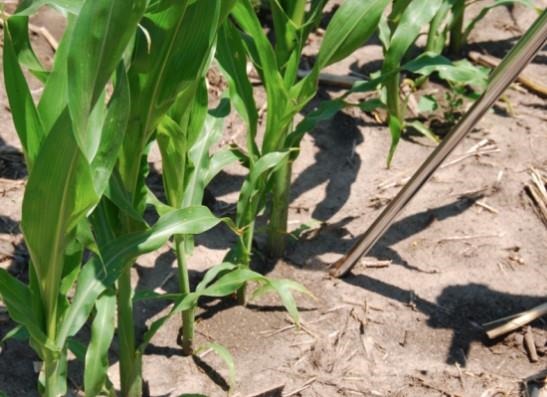 Sampling Corn Fields to Assess Potential for Yield Loss from Plant-parasitic Nematodes